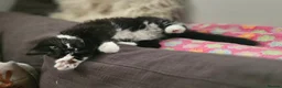 Turkish Angora cats for sale: 5 wonderful fur babies (4girls,1boy) - Advert 22
