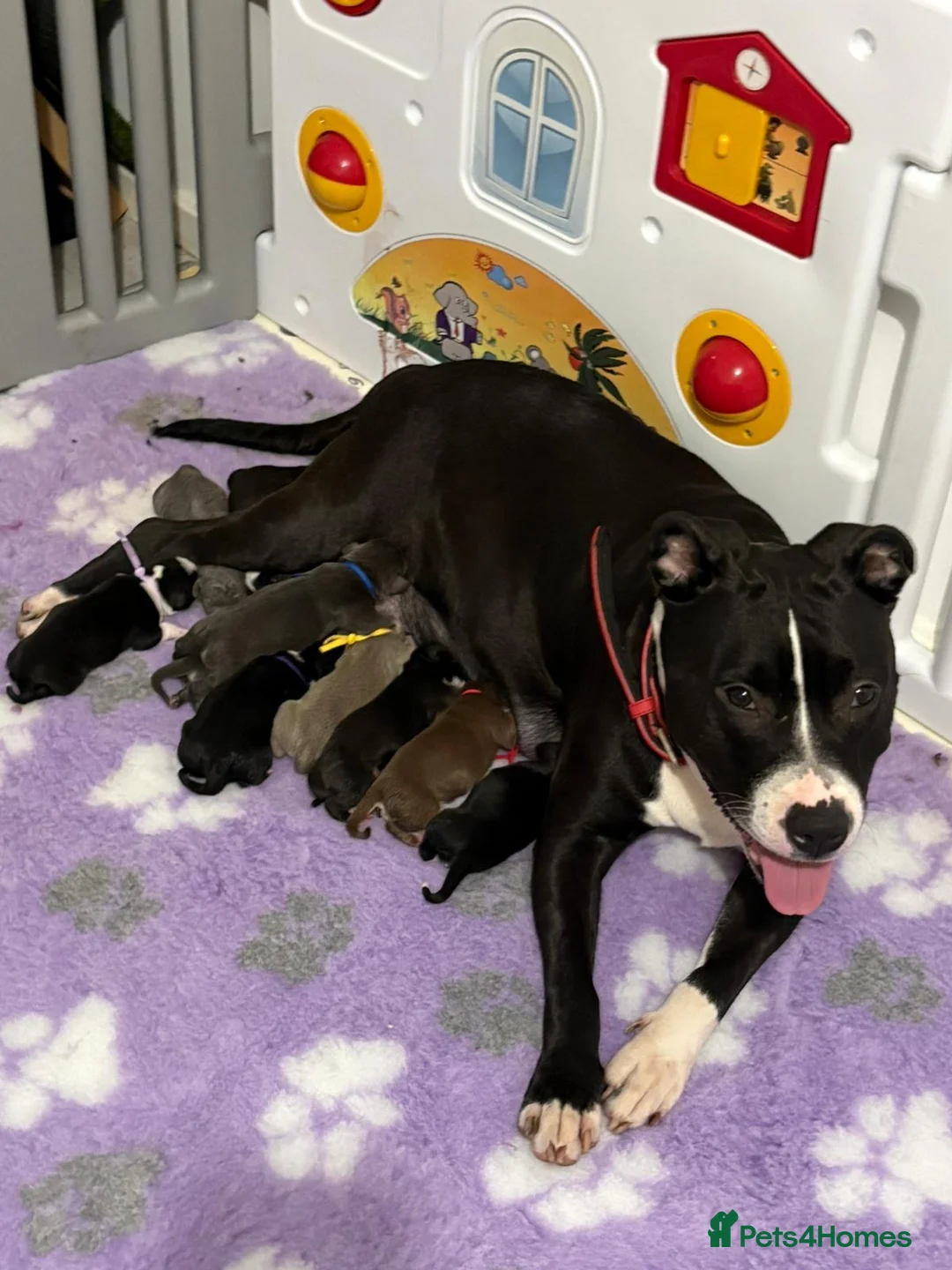 Staffordshire Bull Terrier dogs for sale: Gorgeous staff pups  in London - Advert 21