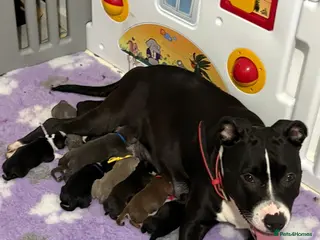 Staffordshire Bull Terrier dogs Gorgeous staff pups - Advert 13