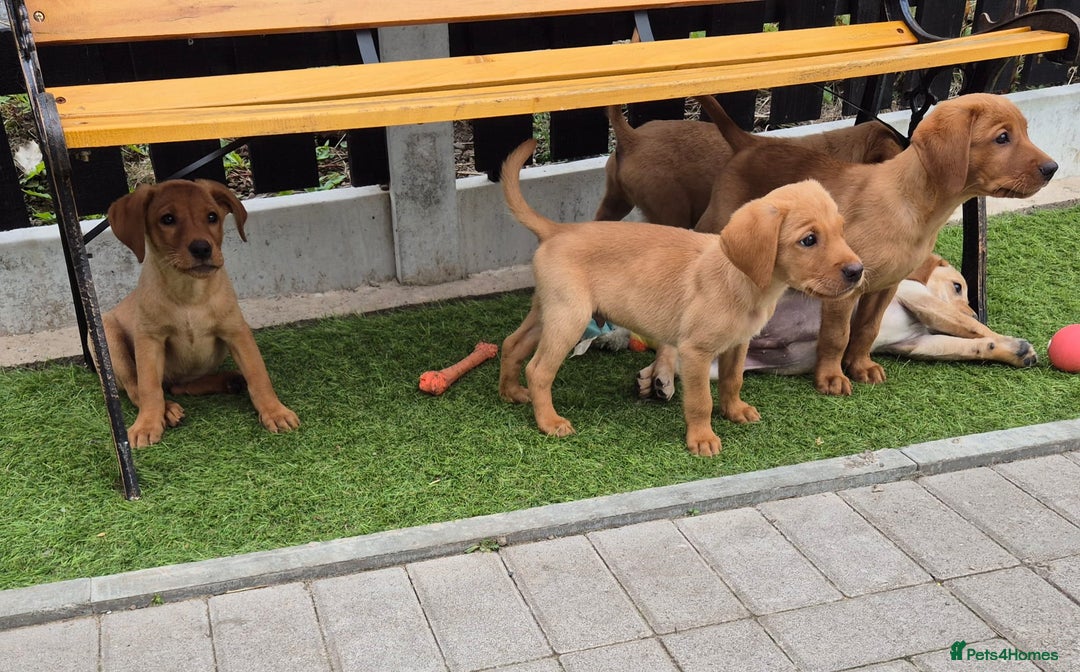 Labrador Retriever dogs for sale: Ready to leave Top quality KC reg labrador pups  - Image 1