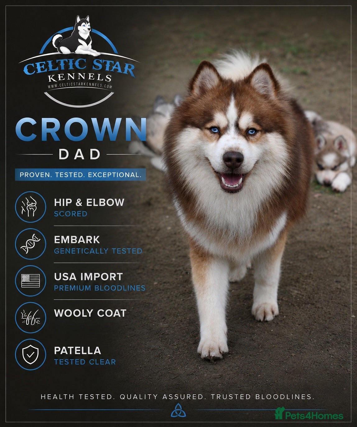 Pomsky dogs Genuine Celtic Star F3 Pomskies Available  - Advert 2