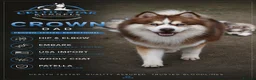 Pomsky dogs for sale: Genuine Celtic Star F3 Pomskies Available  - Advert 3