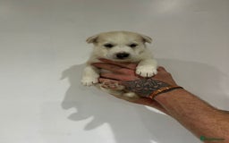 Siberian Husky dogs for sale: Gorgeous little husky pups - ready in two weeks - Advert 7