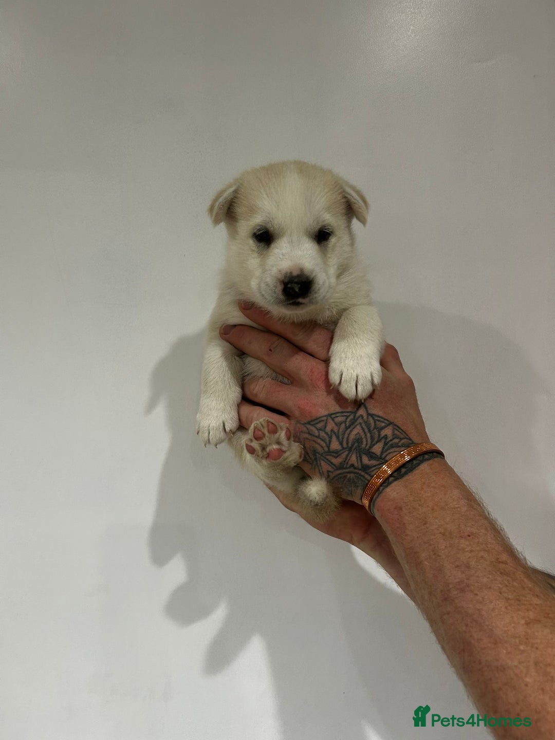 Siberian Husky dogs for sale: Gorgeous little husky pups - ready in two weeks - Advert 7