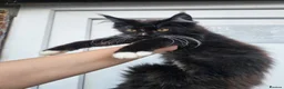 Maine Coon cats for sale: Beautiful Maine Coon Kittens - Advert 7