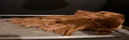 Hungarian Vizsla dogs for sale: KC Reg Hungarian Vizsla Pups Health Tested Parents - Advert 6