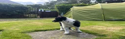 Border Collie dogs for sale: Farm reared Collie pups in Biggar - Advert 4