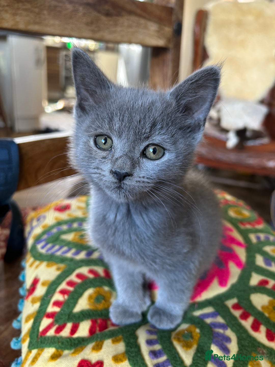 British Longhair cats for sale: One lovely British Long Hair x Exotic Persian BOY - Image 1