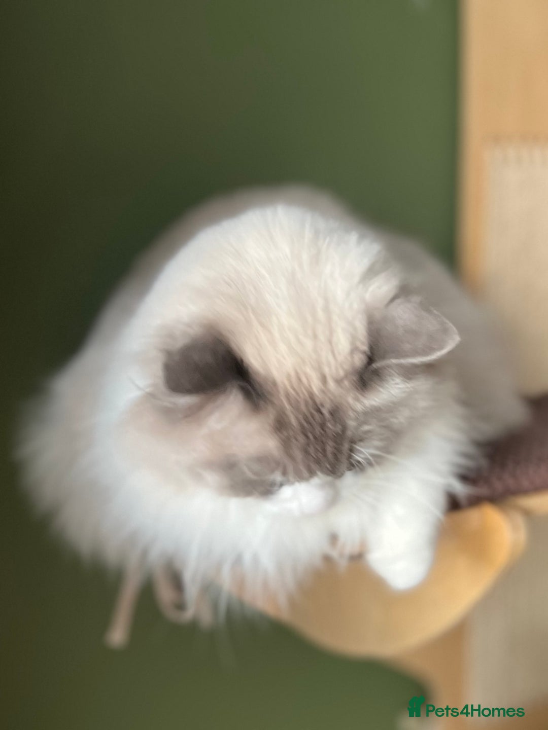 Ragdoll cats for sale: Amazing big ragdoll boy.  - Advert 9