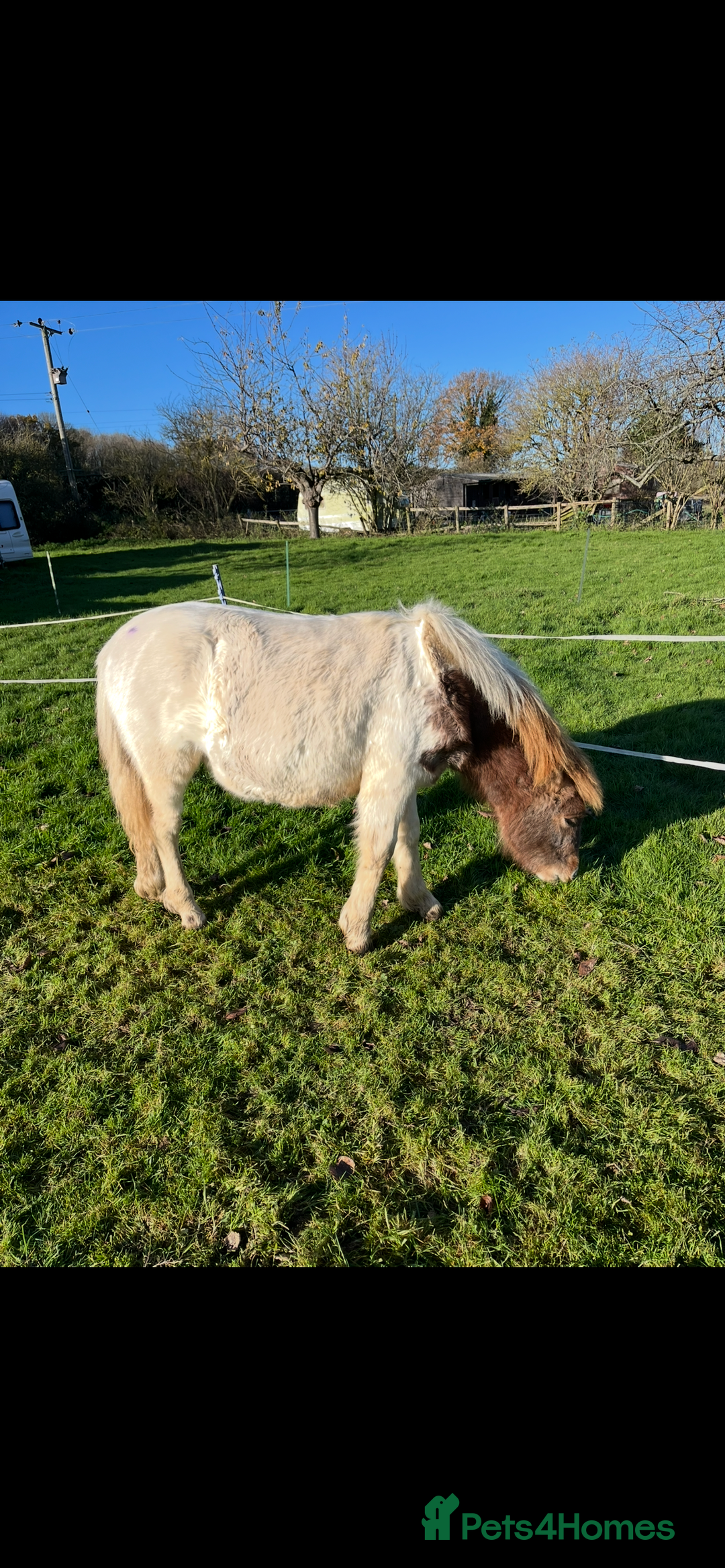 Shetland pony horses for sale: Part shetland - Advert 5