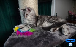 Maine Coon cats for sale: STUNNING XL PEDIGREE MAINE COON KITTENS  - Image 5