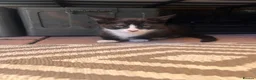 Mixed Breed cats for sale: 2 kittens looking for a new home  - Advert 8