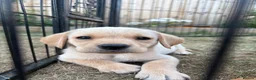 Labrador Retriever dogs for sale: KC Registered Labrador Puppies for Sale  - Advert 4