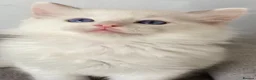 Ragdoll cats for sale: TICA REGISTERED PUREBRED RAGDOLL KITTENS AVAILABLE - Advert 2