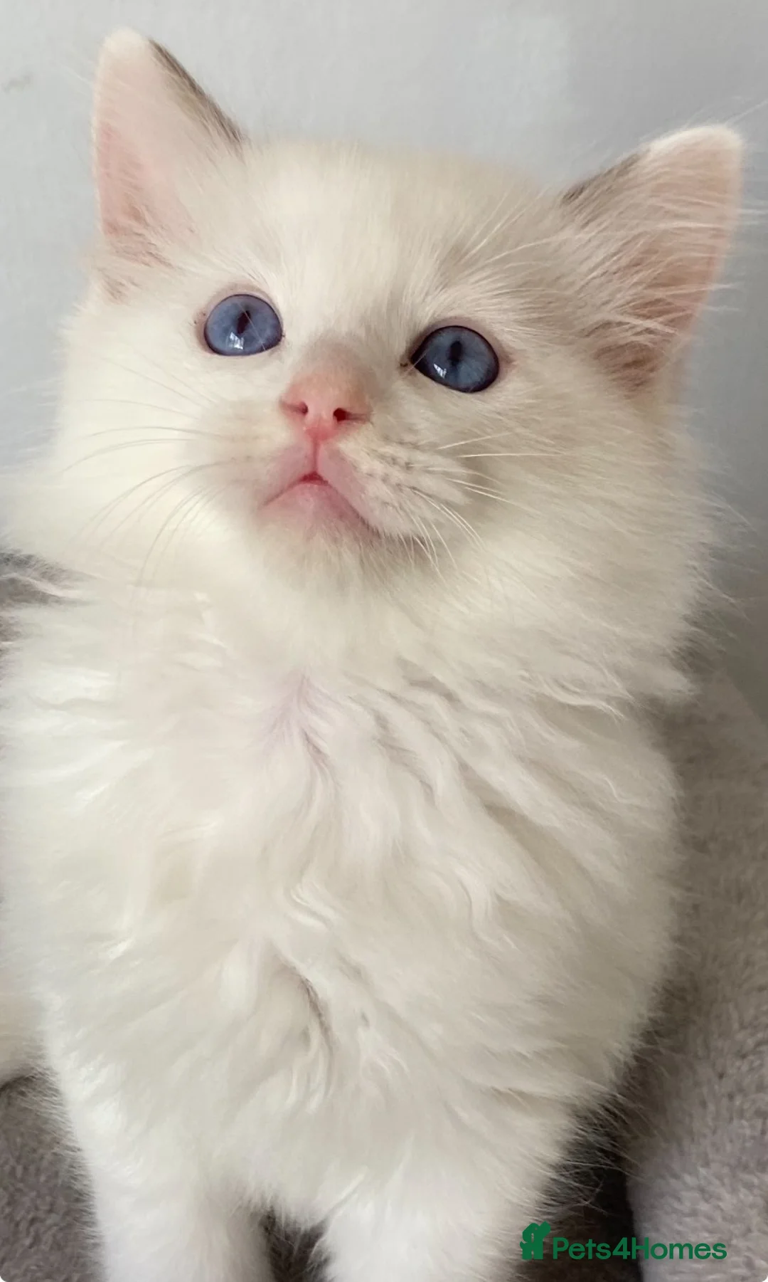 Ragdoll cats for sale: TICA REGISTERED PUREBRED RAGDOLL KITTENS AVAILABLE - Advert 2