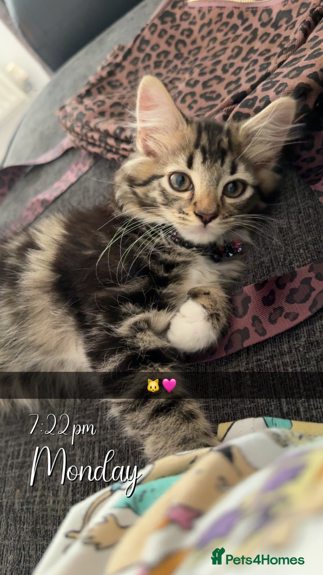 Domestic Shorthair cats for sale: Mixed breed kitten  - Image 5
