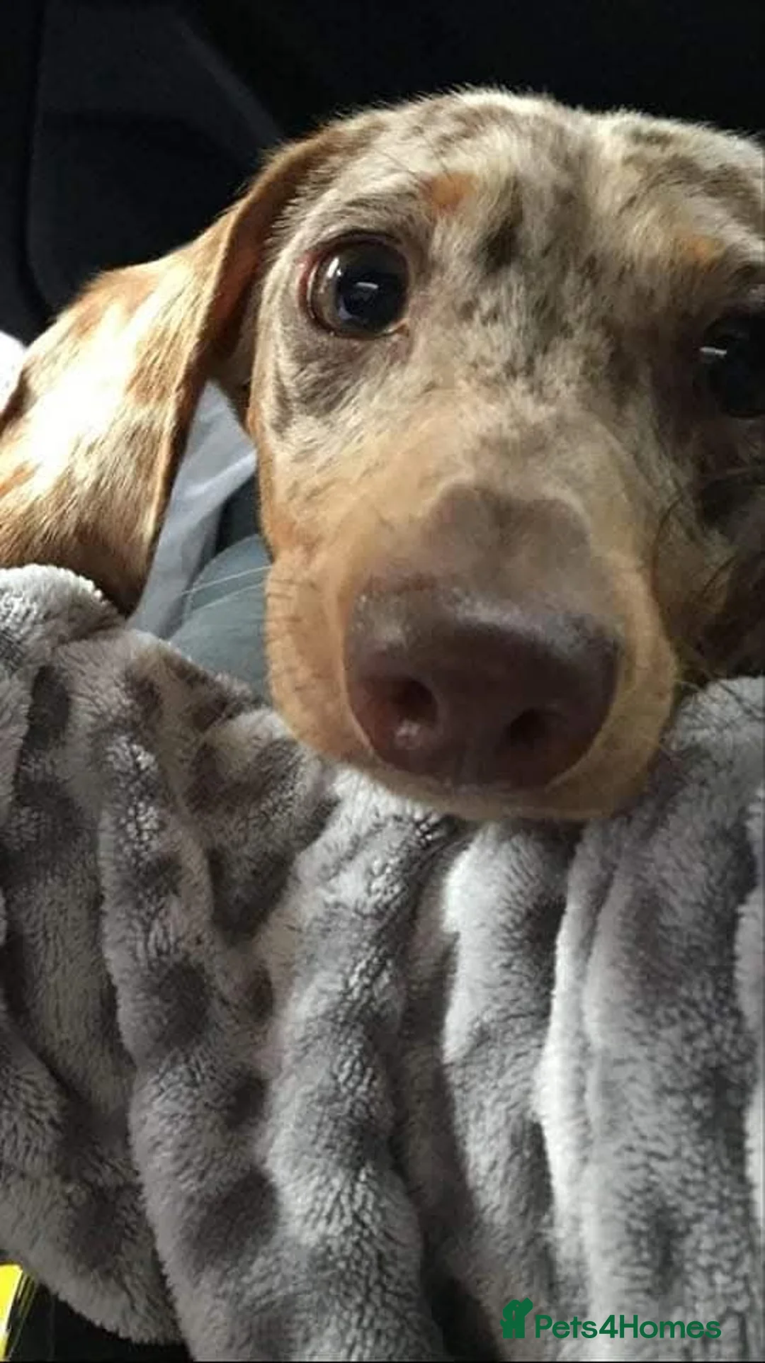 Miniature Dachshund dogs for stud: Mr Bogangles  - Advert 8