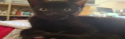 Mixed Breed cats for sale: 3 Brothers Looking For Homes - Advert 12