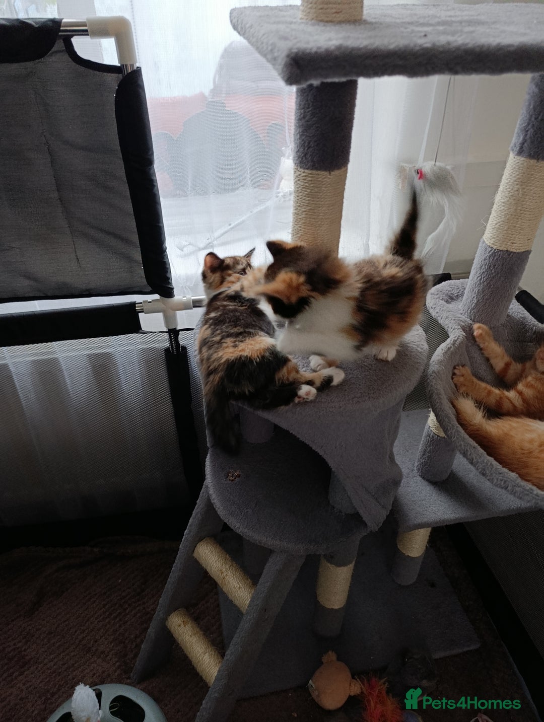 Domestic Shorthair cats for sale: cute mix breed kittens - Image 14