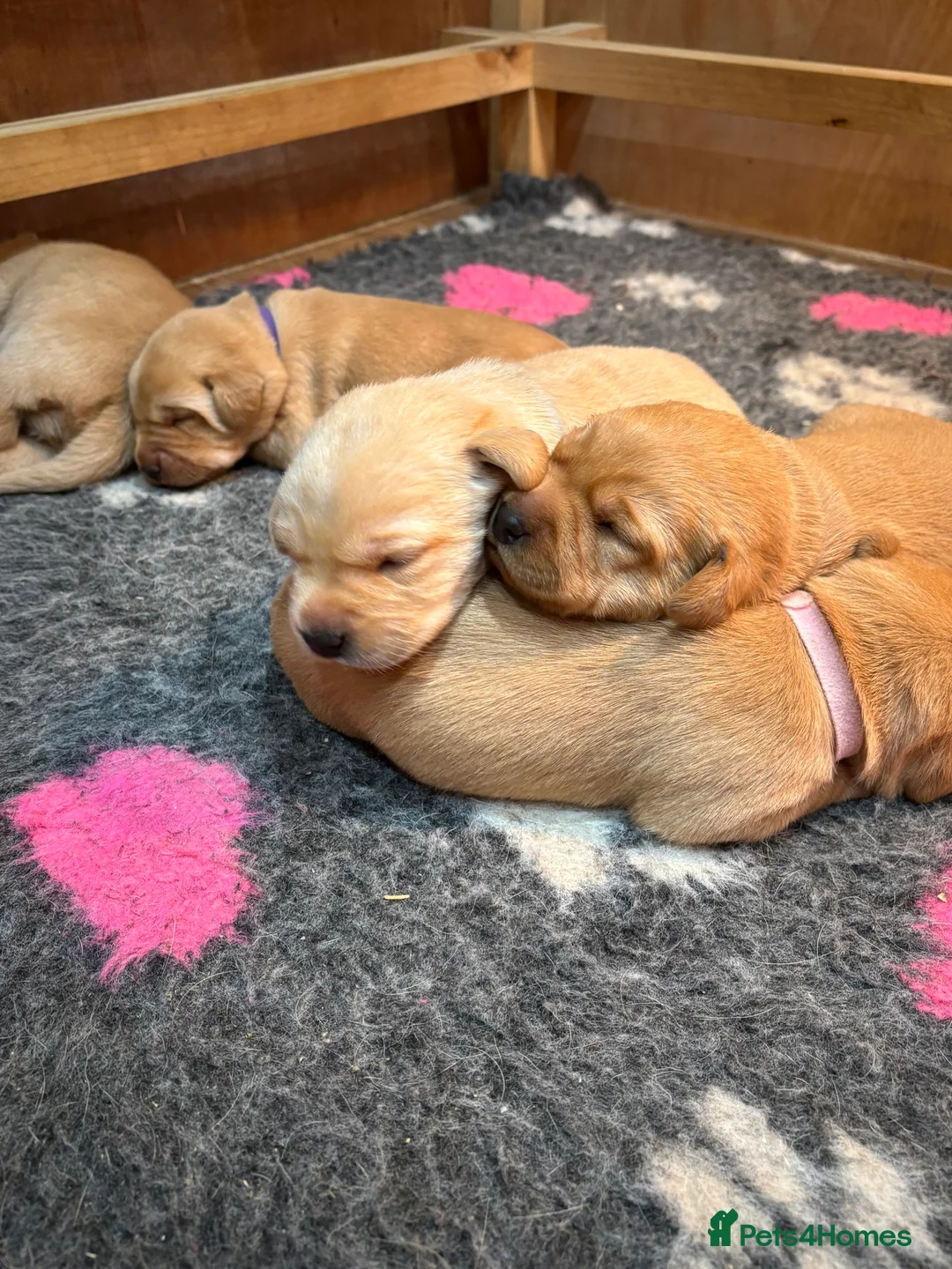 Labrador Retriever dogs for sale: Beautiful Labrador Puppies - Advert 7