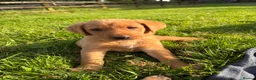 Labrador Retriever dogs for sale: Ready now Red Labrador puppies  - Advert 10