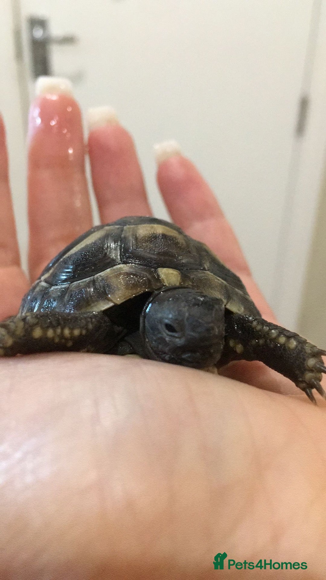 Tortoise reptiles Baby  Herman Tortoise  - Advert 2