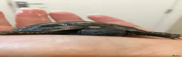 Tortoise reptiles for sale: Baby  Herman Tortoise  - Advert 2