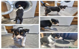 Border Collie dogs for sale: Border collie puppies  - Image 13