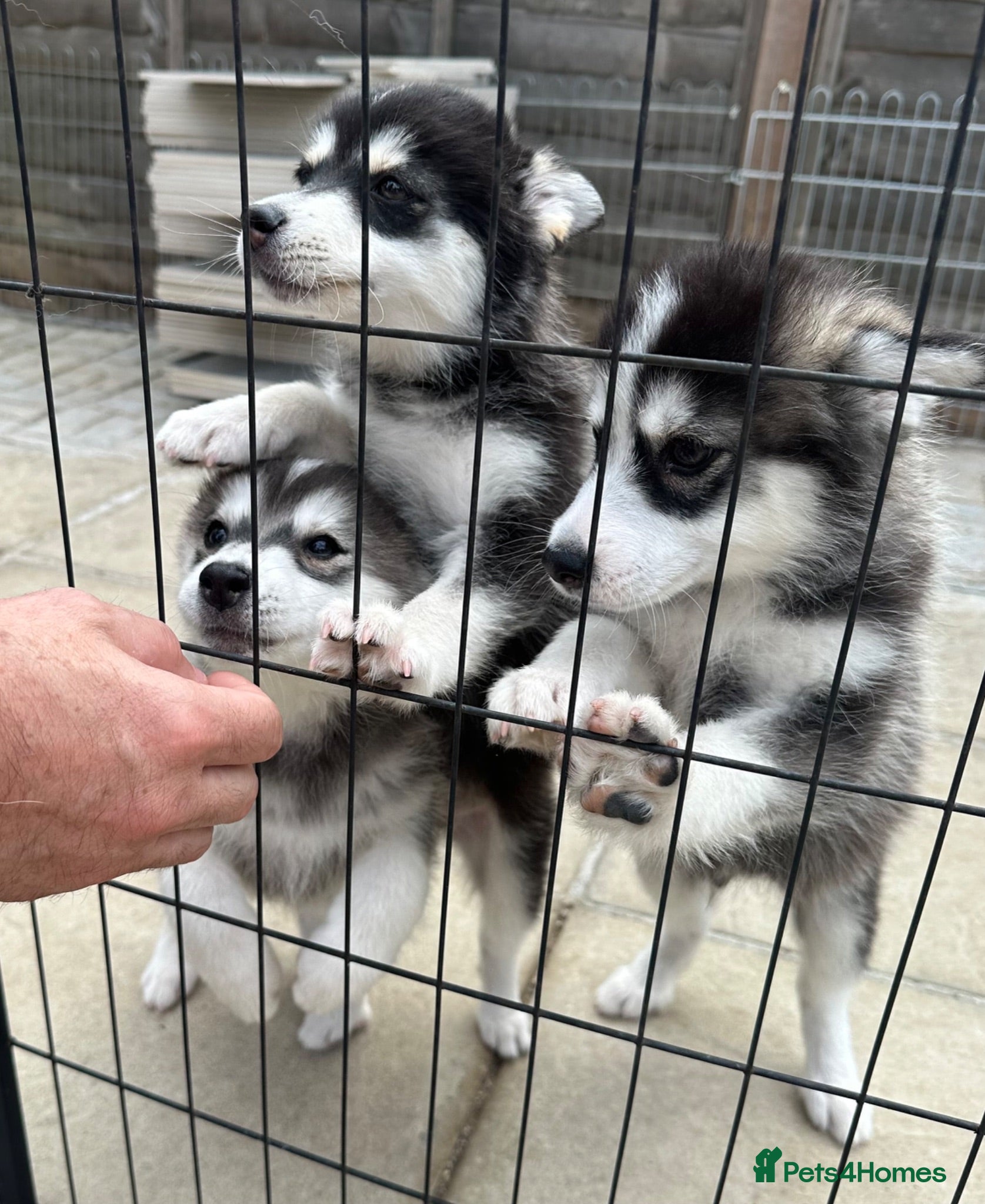 Pomsky dogs   PRICE REDUCTION  READY LAST 2 PUPPY F4  - Advert 8