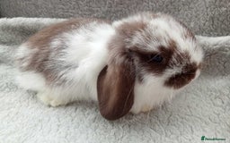 French Lop rabbits for sale: GORGEOUS GIANT FRENCH LOP BABIES  - Image 4