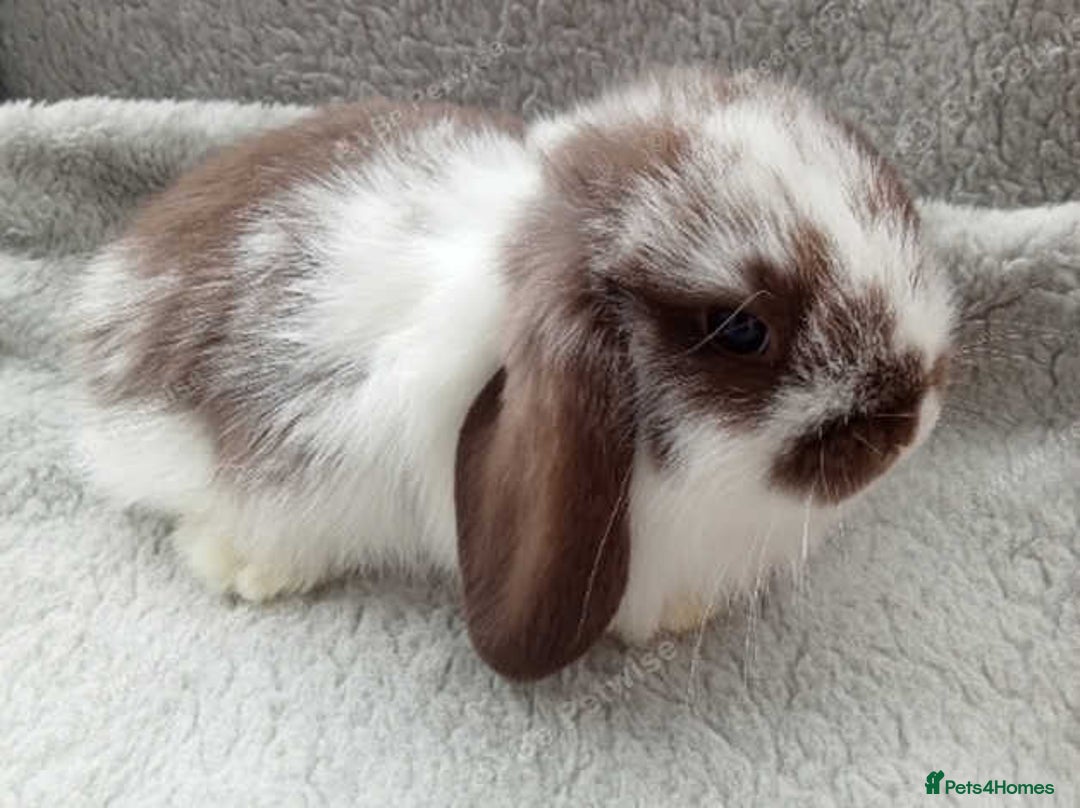 French Lop rabbits for sale: GORGEOUS GIANT FRENCH LOP BABIES  - Image 4
