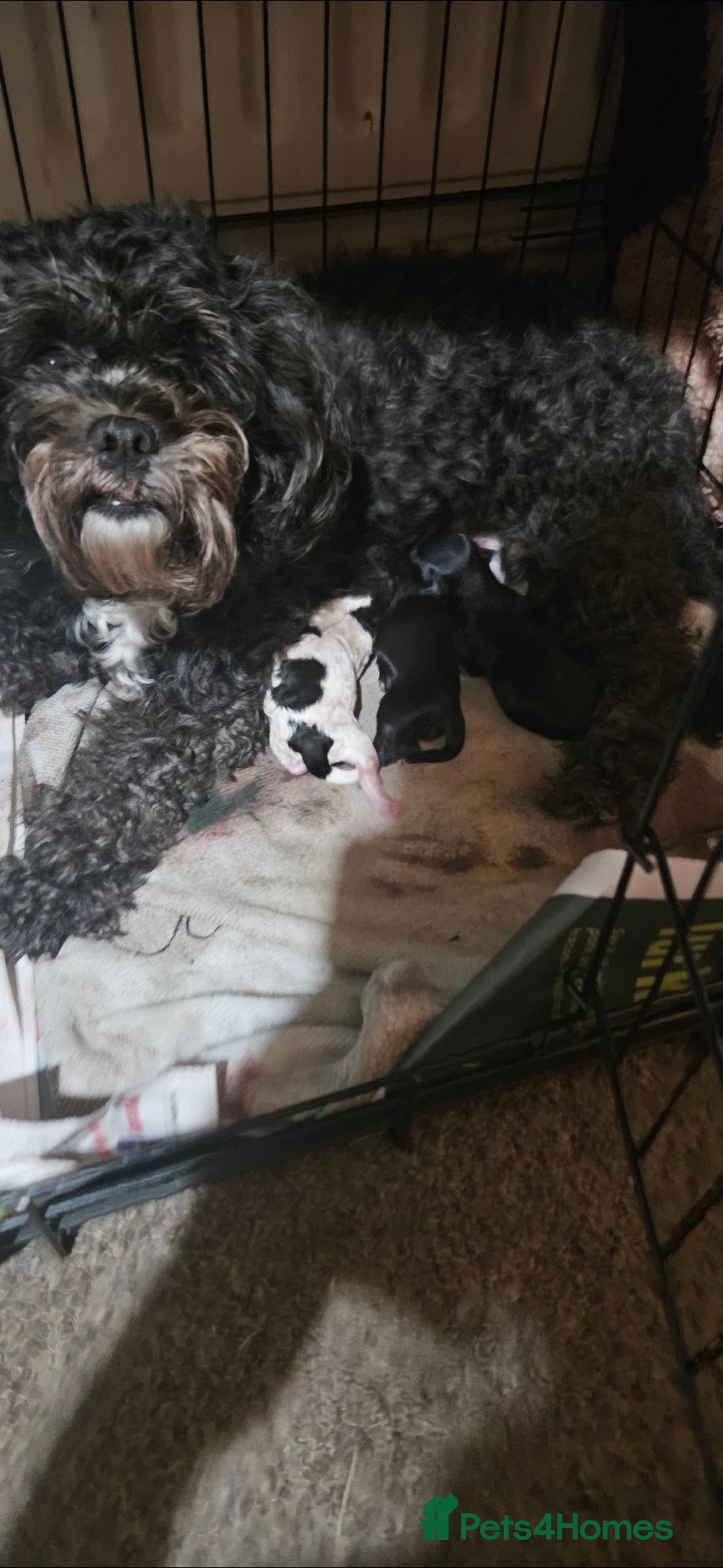 Shihpoo dogs for sale: Stunning shipoo f1b puppies - Advert 3