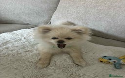Pomeranian dogs for sale: Quick sale - Image 5