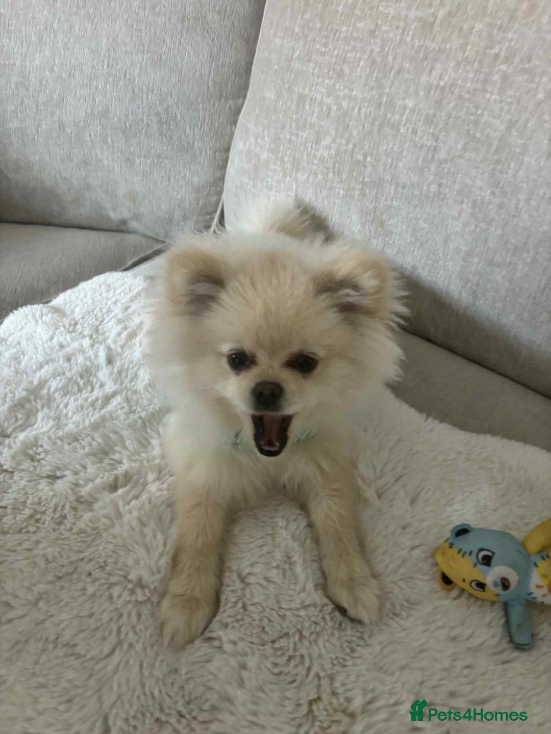 Pomeranian dogs for sale: Quick sale - Image 5