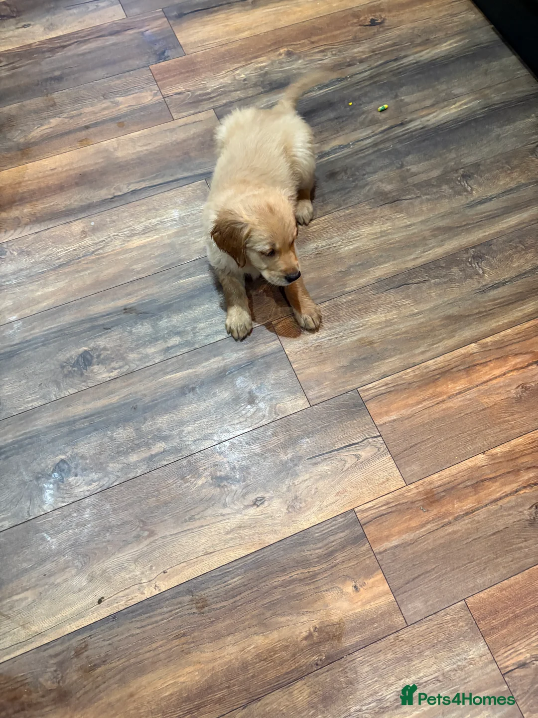 Golden Retriever dogs for sale: KC registered golden retriever one male dog left - Advert 3