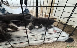 Domestic Shorthair cats for sale: Three black and white kittens - Image 3