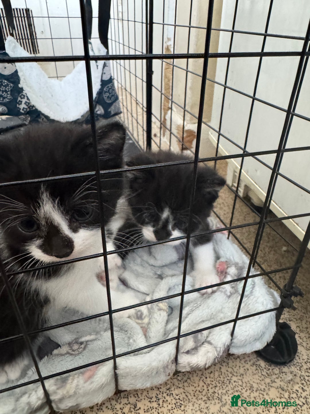 Domestic Shorthair cats for sale: Three black and white kittens - Image 3