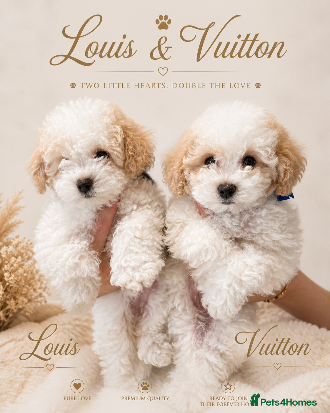 Maltipoo dogs Maltipoo Twin Boys Louis & Vuitton.White & Apricot - Advert 1