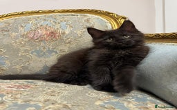 Maine Coon cats for sale: Maine Coon Kittens with Elite Heritage 🌟🌟🌟🌟🌟 - Image 27