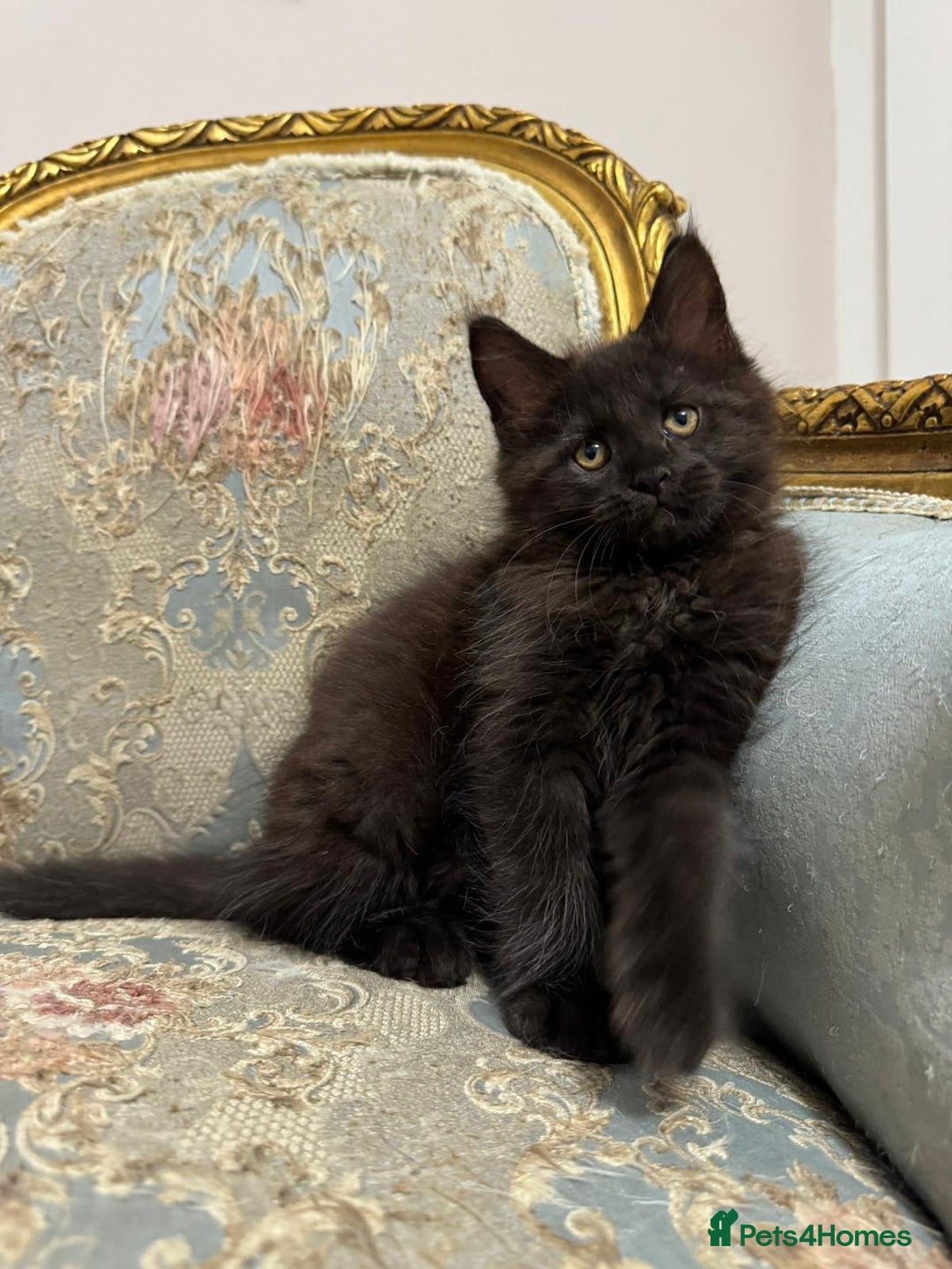 Maine Coon cats for sale: Maine Coon Kittens with Elite Heritage 🌟🌟🌟🌟🌟 - Image 27