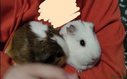 Guinea Pig rodents for sale: two female Guinea pigs need rehoming ASAP - Image 5