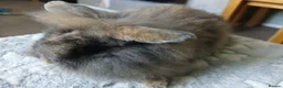 Mini Lion Lop rabbits for sale: Stunning DM Lion lop baby rabbits  - Advert 1