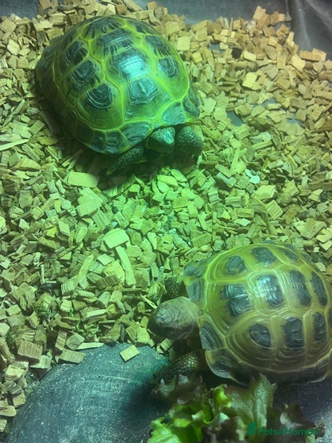 Tortoise reptiles for sale: Two Horsefield Tortoise with enclosure & heat lamp - Advert 8
