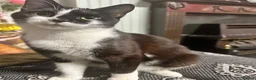 Mixed Breed cats for sale: Tuxedo kittens for sale! - Advert 1