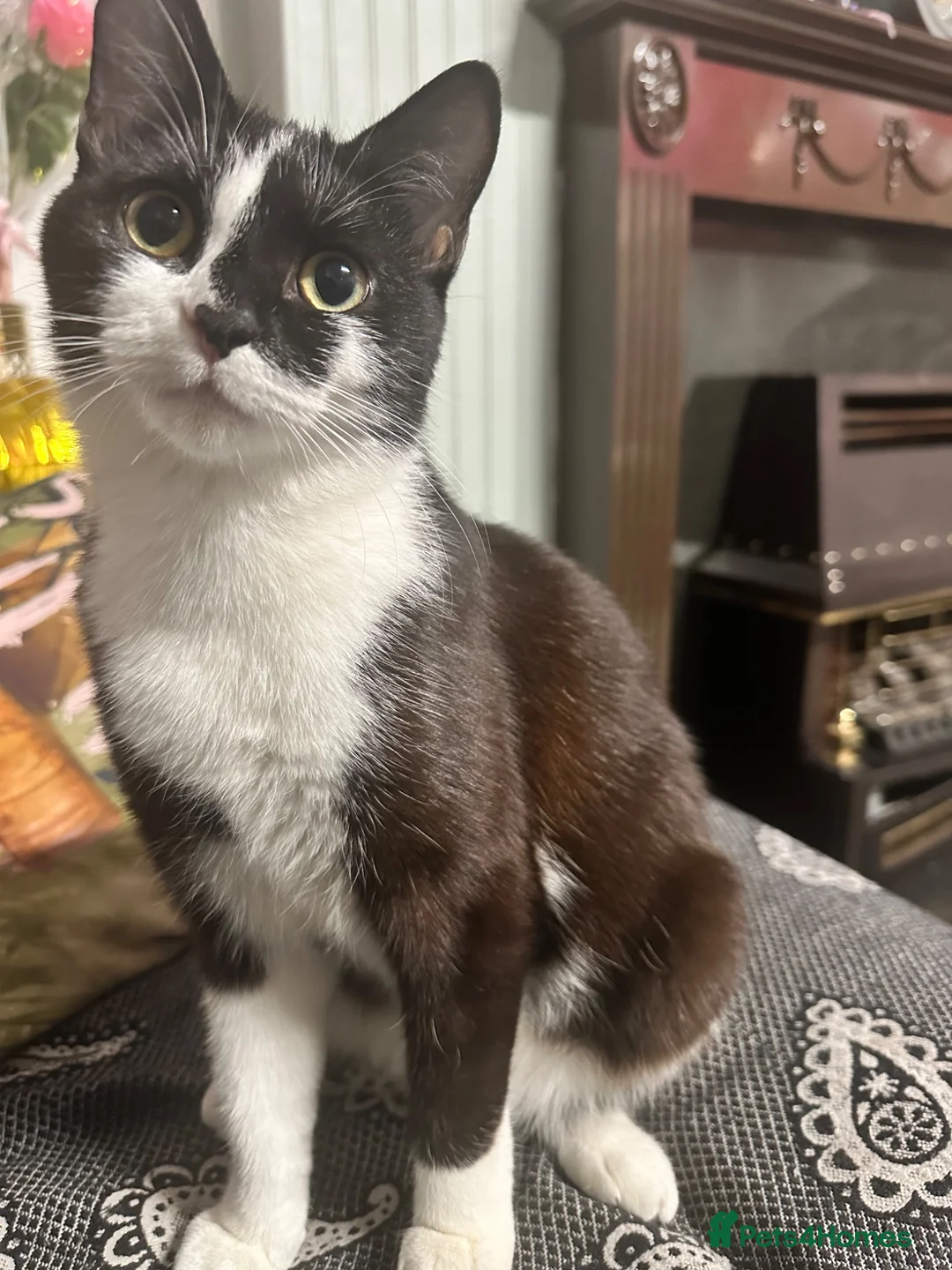 Mixed Breed cats for sale: Tuxedo kittens for sale! - Advert 1