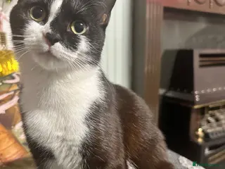 Mixed Breed cats Tuxedo kittens for sale! - Advert 3