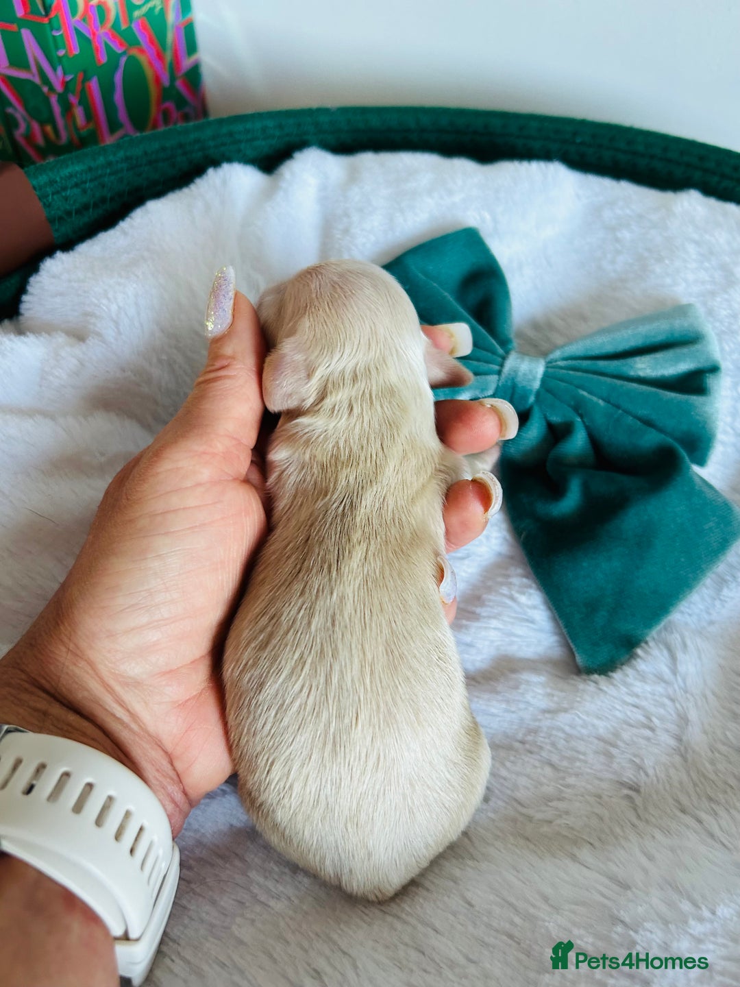 Miniature Dachshund dogs for sale: Creams  -5 Star Breeder ⭐️⭐️⭐️⭐️⭐️ - Advert 4