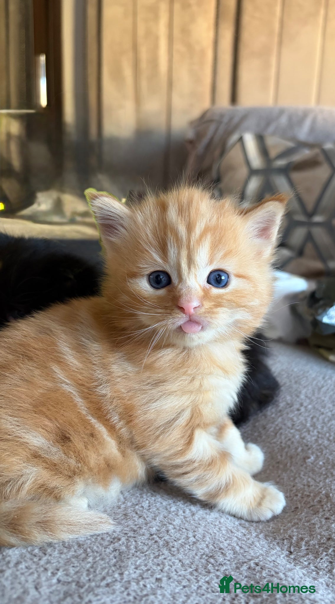 Maine Coon cats Three beautiful Maine coon kittens  - Advert 6