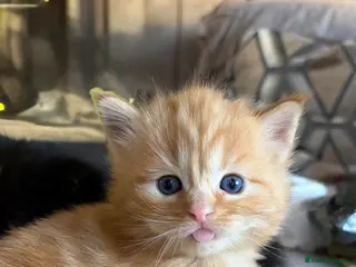 Maine Coon cats Three beautiful Maine coon kittens - Advert 6