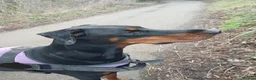 Dobermann dogs for sale: DOBERMAN PUPS CHAMPION BLOODLINES FULLY HEALTH   - Advert 6